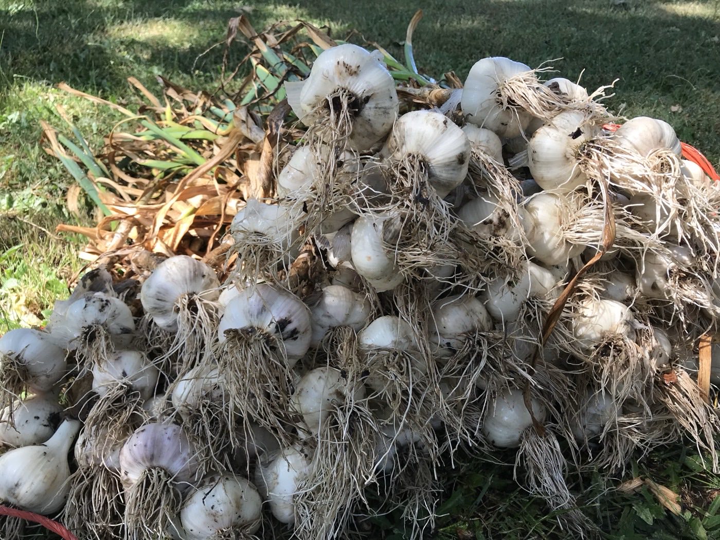 Freshly harvested garlic curing after the summer pull