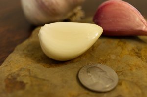 Music Hard Neck Garlic Seed - Grade D view 2